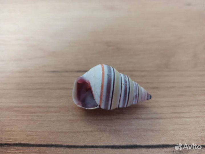 Морская раковина