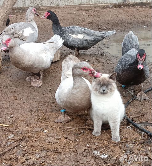 Утята индоутки