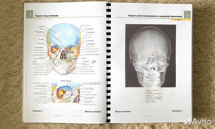 Анатомия Неттера атлас