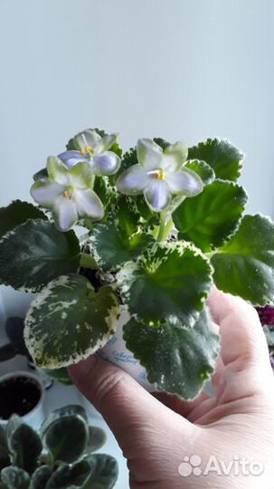 Фиалка-стартер