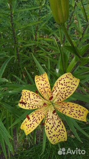 Лилия тигровая