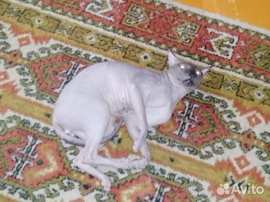 Донской сфинкс вязка