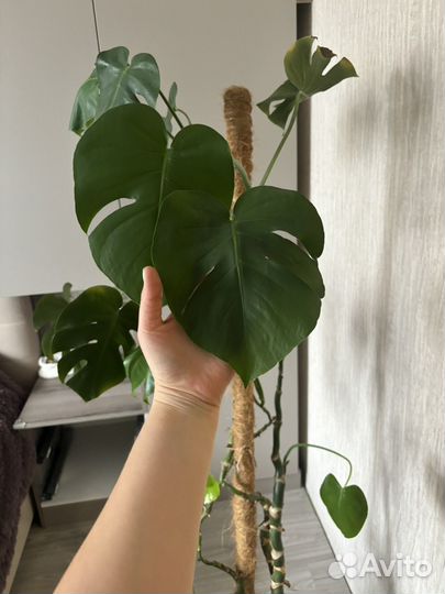 Монстера борзига