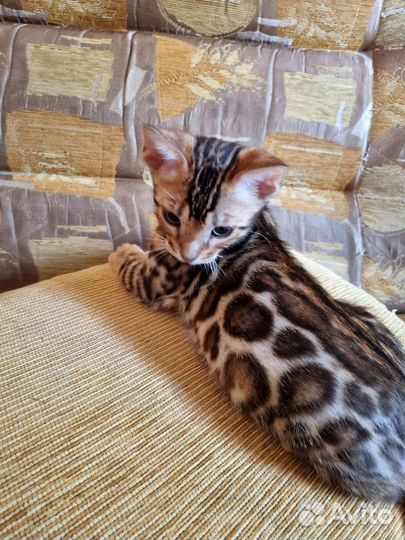 Бенгальский котик