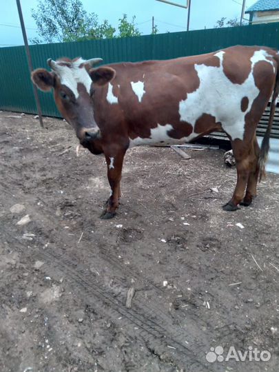 Телки стельные