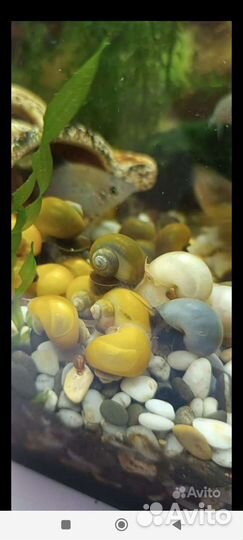 Растения, улитки жёлтые, цветные