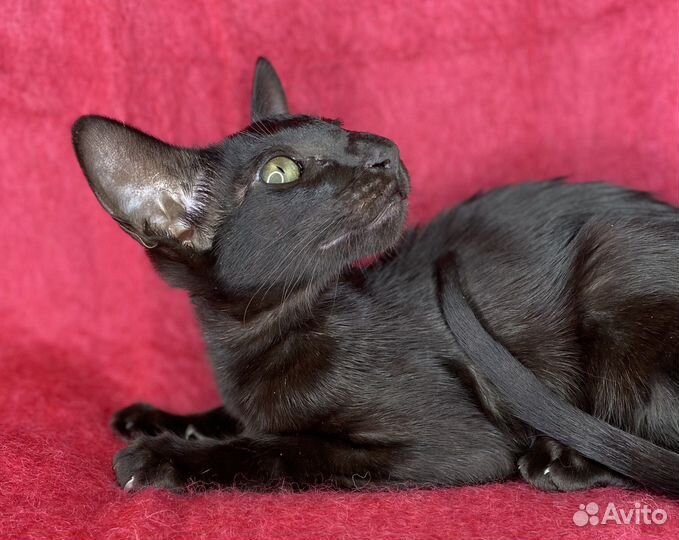 Ориентальные котята
