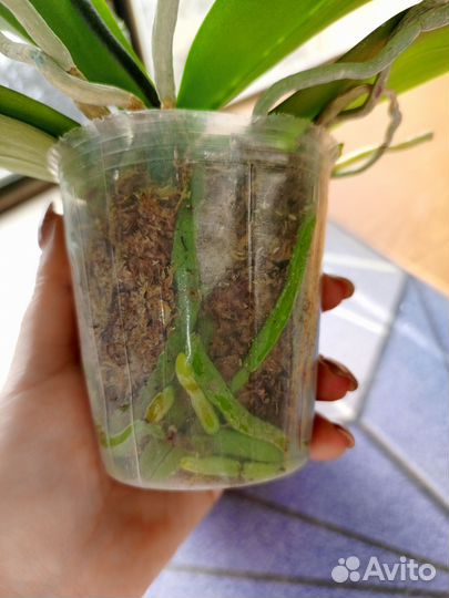 Орхидея фаленопсис сорт кнм 2633