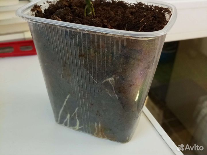 Клеродендрум томпсон