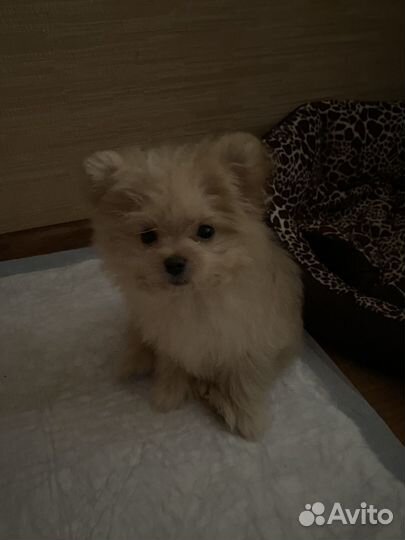 Померанский шпиц