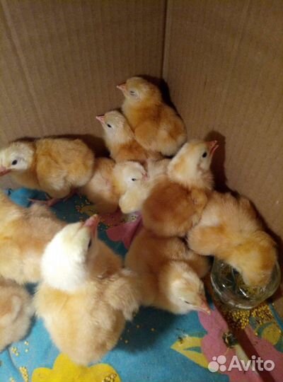 Цыплята цветной бройлер