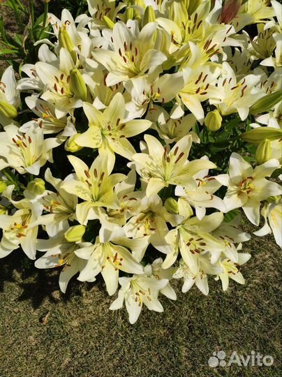 Луковички лилии