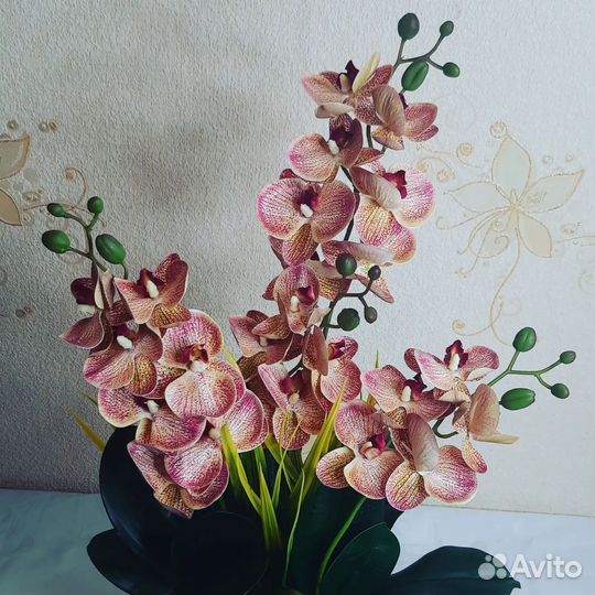 Орхидея фаленопсис