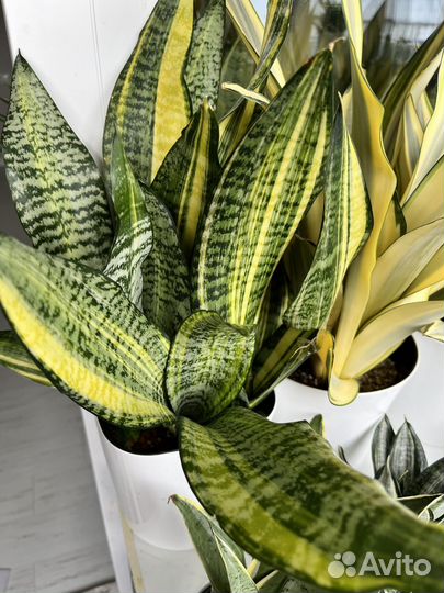 Сансевиерия футура