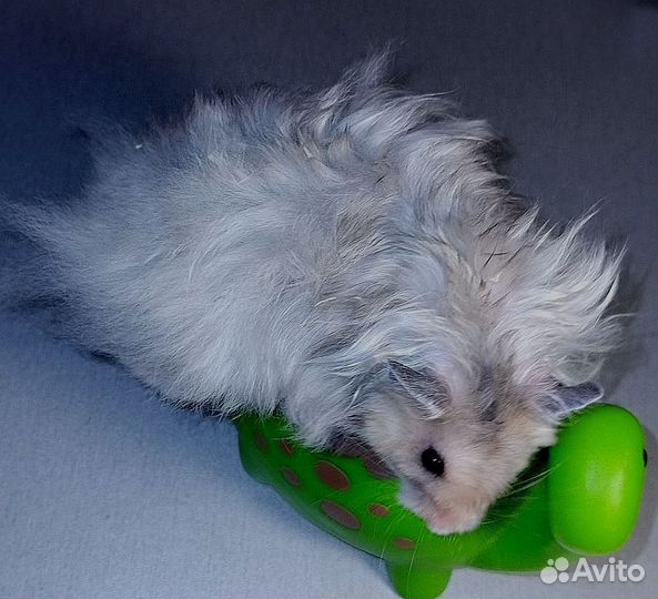 Хомяки черепаховые поясные сирийские сатин мышата