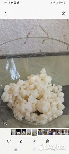 Кефирный гриб