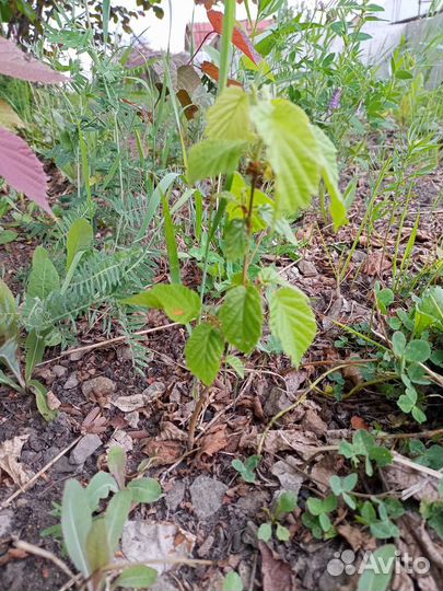 Лещина (орешник)