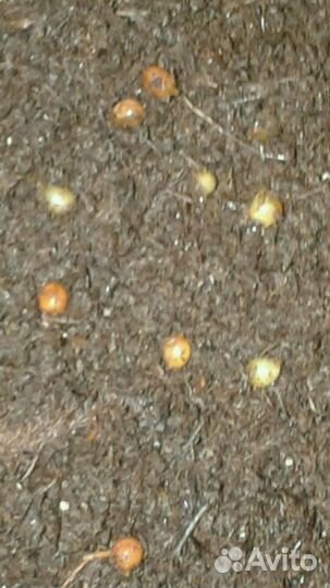 Малёк червя дендробена венета