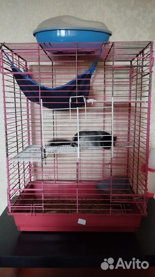 Шиншилла с клеткой