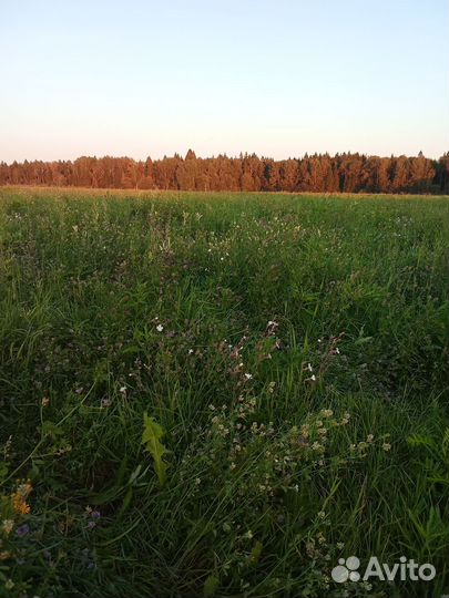 Сено в рулонах