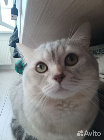 Британский кот вязка