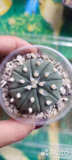 Астрофитум астериас