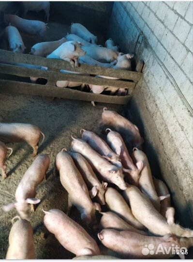 Свиньи живым весом