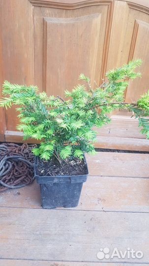 Тис (читайте описание)