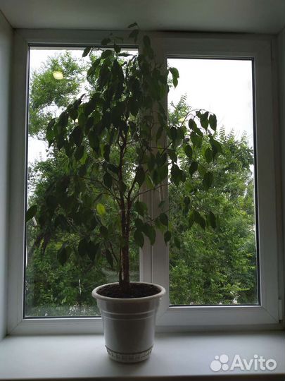 Фикус высотой 1,1м