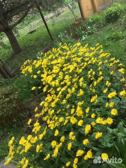 Цветы ромашки