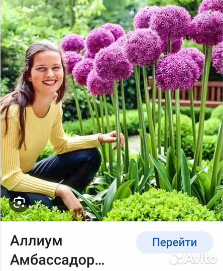 Лук декоративный