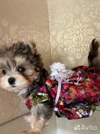 Очень красивая голубоглазая куколка