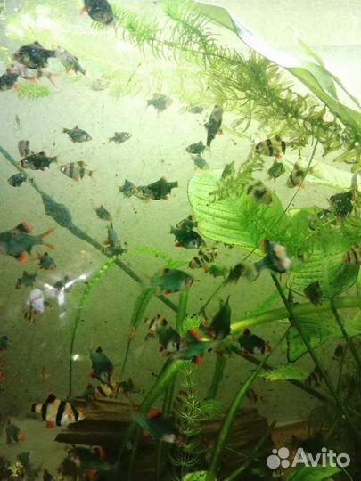 Аквариумные рыбки