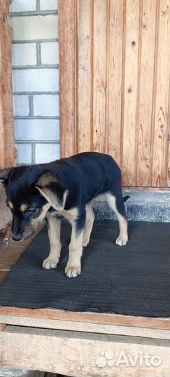 Щенок в добрые руки бесплатно