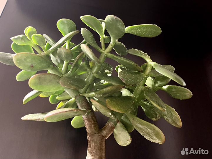 Толстянка, крассула, денежное дерево