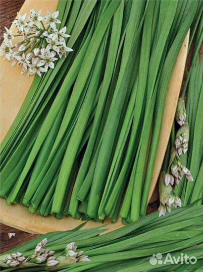 Лук Джусай. Лук слизун