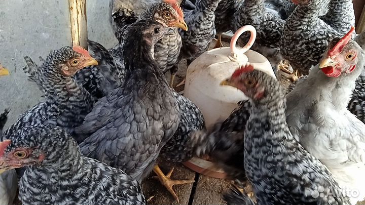 Петухи молодые доминант