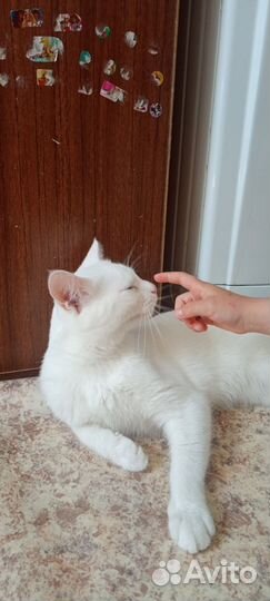 Белоснежный котик