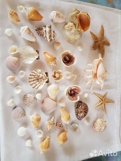 Морские ракушки