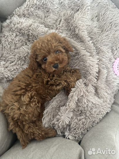 Той-пудель РКФ девочка