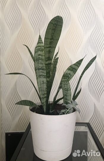 Сансевиерия трехполосная тещин язык