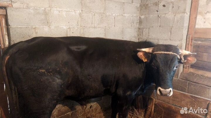 Бык