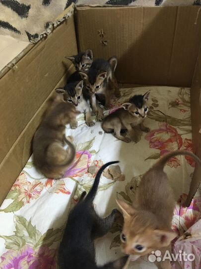 Абиссинские котята