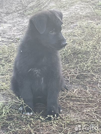 Щенки немецкой овчарки