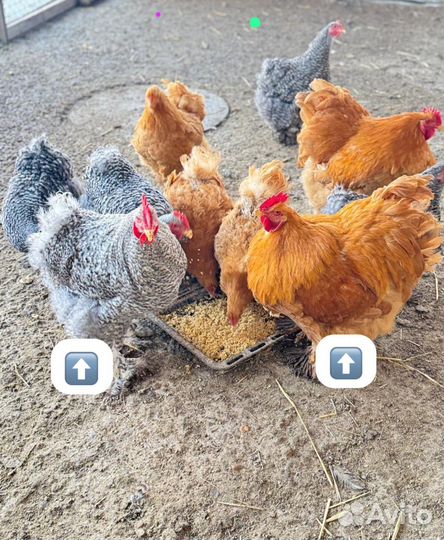 Петухи кохинхин