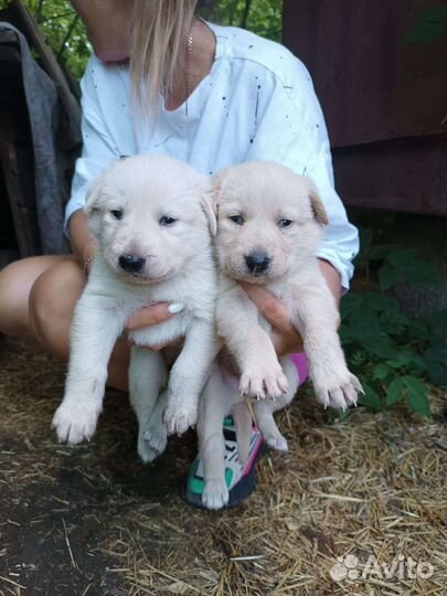 Щенки в добрые руки