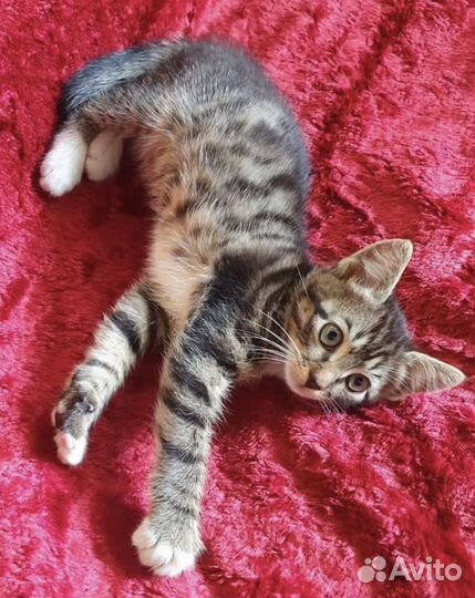 Чудесный малыш в поисках дома