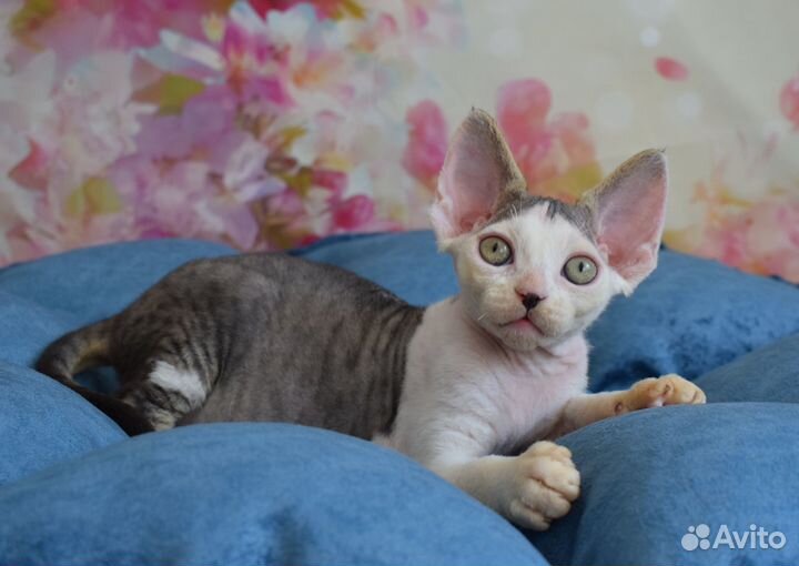 Котик Devon Rex