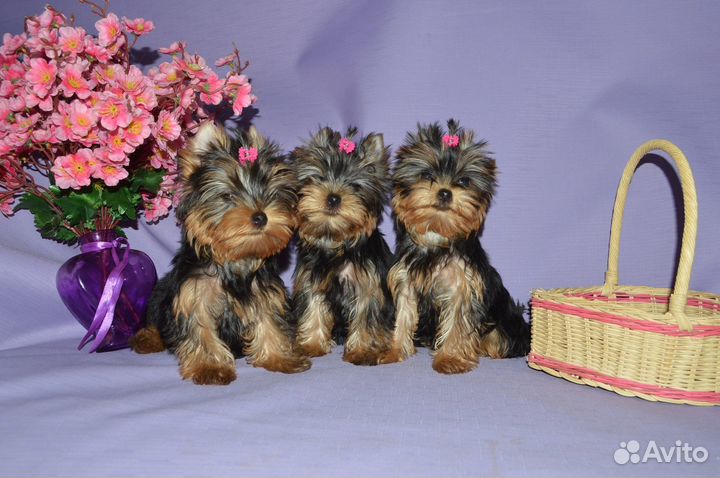 Щенки Йорка РКФ