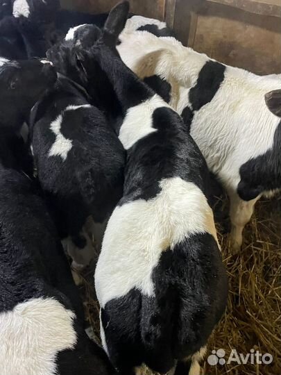 Телята бычки на откорм